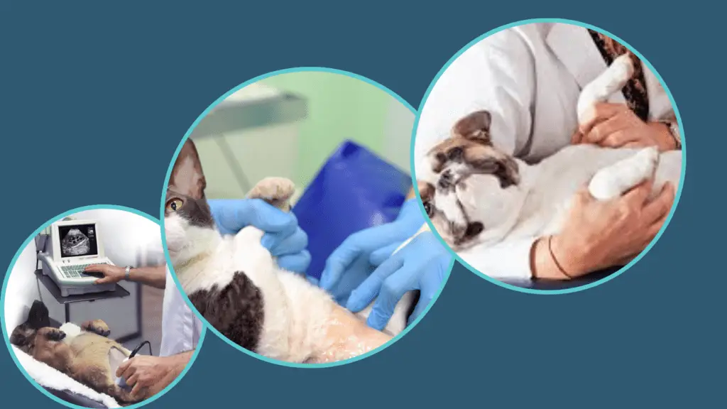 Imagem Veterinária em botafogo rio de janeiro